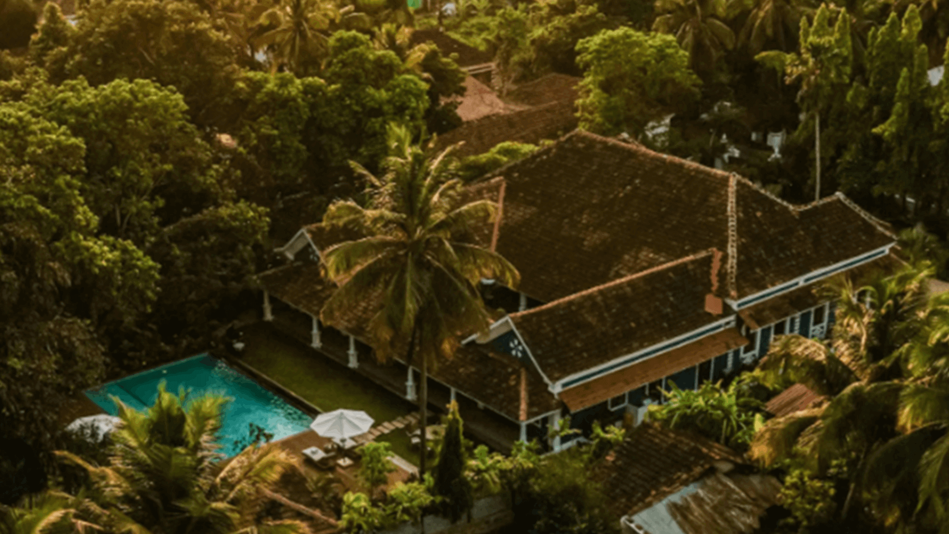 Palmeira De Saligao Bengaluru